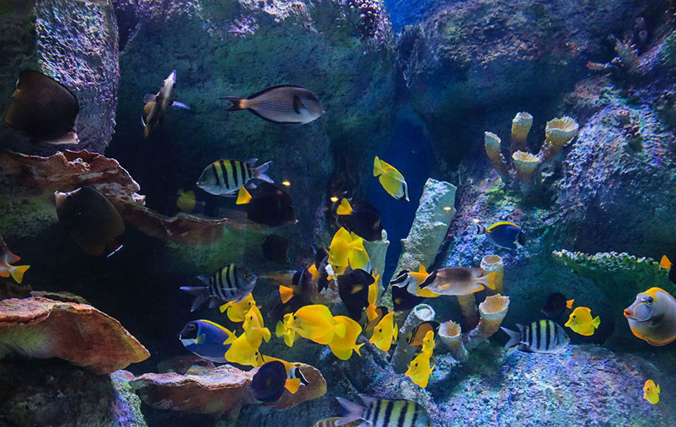 Isfahan Aquarium - Иран