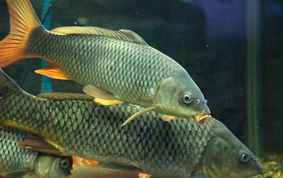 Музей-аквариум «Рыбы Амура» в Хабаровске