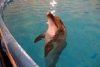 В Барнаул приехал передвижной московский дельфинарий
