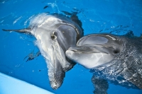 Топ-5 дельфинариев и зоопарков Большой Анапы и Таманского полуострова