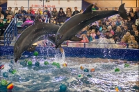В Казахстане подписывают петицию о запрете передвижных дельфинариев в стране