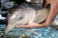 В дельфинарии Анапы родился малыш