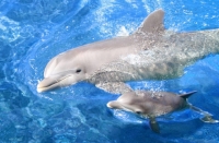 Обновленный дельфинарий открылся в Нижнем Новгороде