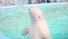 В Измайловском парке откроется дельфинарий