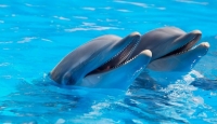 Дельфинарий в Измайловском парке закрывается