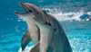 Артисты челнинского дельфинария летом будут выступать в Казани