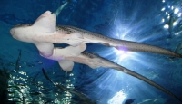 В океанариуме Владивостока рыбам «не докладывают еды»