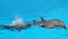Белуха  и дельфины обживаются в дельфинарии