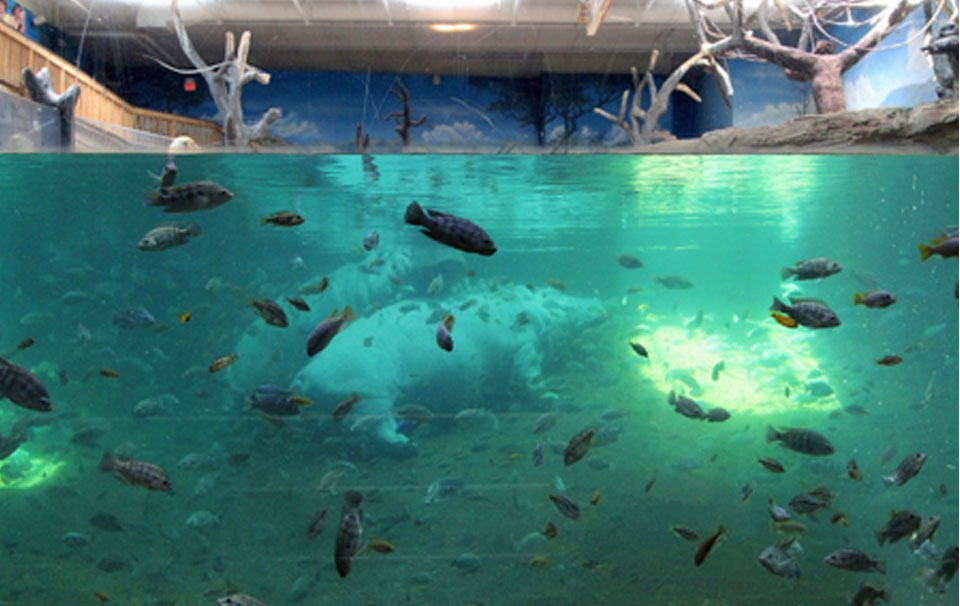 Adventure Aquarium - США