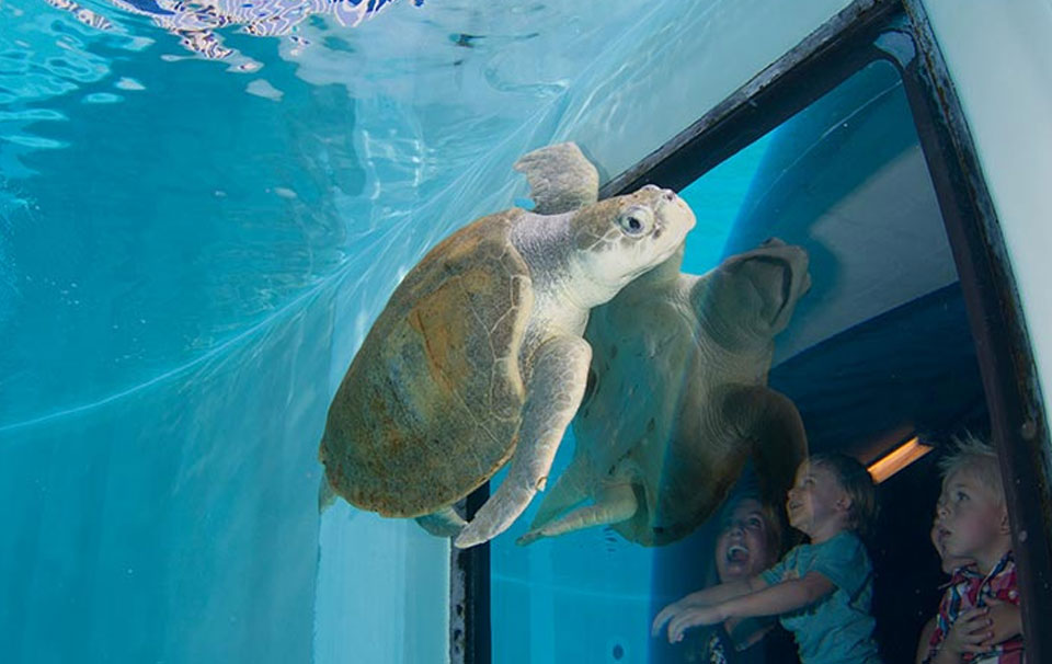 Clearwater Marine Aquarium - США