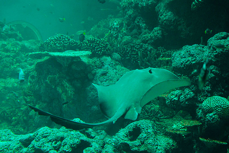 Oman Aquarium - Оман