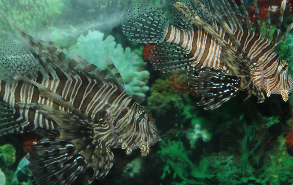 Sea World Aquarium - Индия