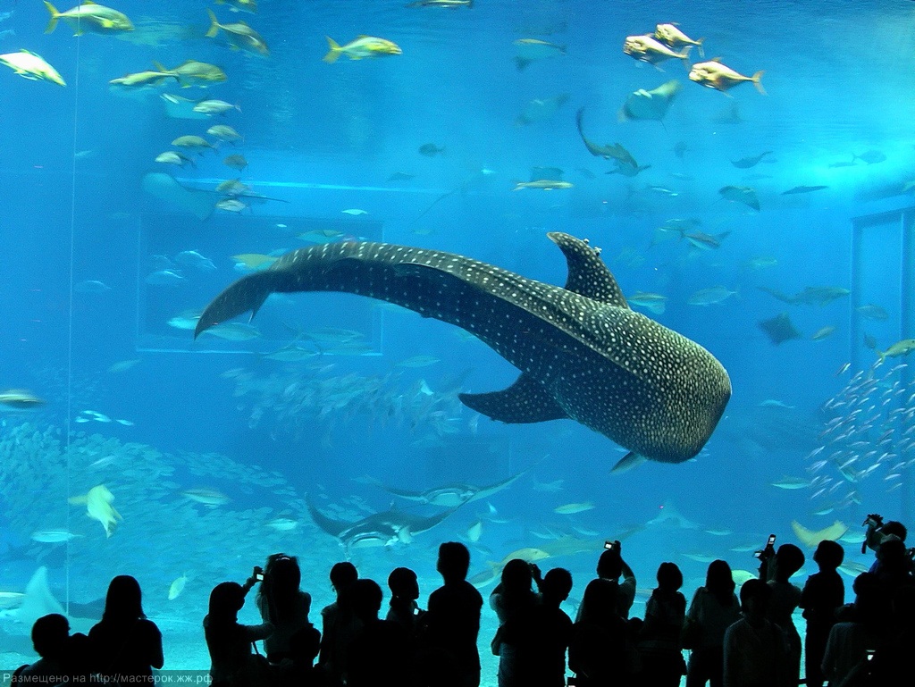 Okinawa Churaumi Aquarium Япония