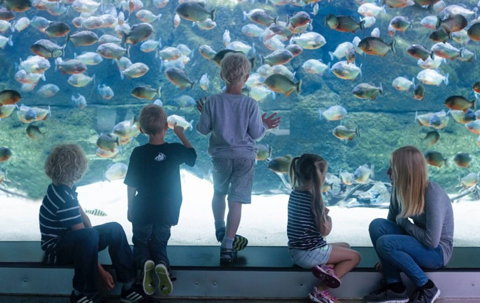 National Aquarium Denmark - Дания