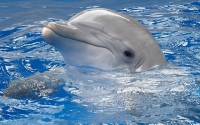 Магнитогорские зоозащитники пожаловались на дельфинарий в минсельхоз