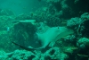 Oman Aquarium - Оман