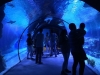 Океанариум Fantastic Aquariums Измир