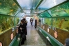 Тоннельный морской аквариум «Батискаф» Анапа