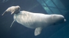 Открытие новосибирского дельфинария перенесли на 2016 год