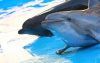 Новокузнецкие активисты против открытия дельфинария в Новосибирске