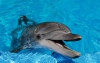 В Индии дельфинам предоставили статус лиц