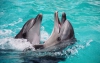 В Актобе с гастролями приехала королева дельфинария Лера