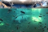 Adventure Aquarium - США
