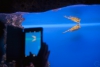 Океанариум вместе с дельфинарием на Бору одобрен инвестсоветом