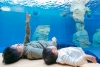 Shimane Aquarium Aquas - Япония