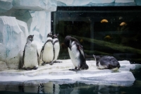 Прокуратура Казани требует закрыть океанариум с пингвинами