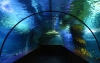 Aqua Vega Aquarium - Турция