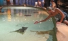 Живых электрических скатов гладят посетители аквариума в Хьюстоне