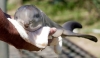 В Одесском дельфинарии  родился дельфиненок