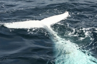 Белый кит у маяка Владивостока мог сбежать из океанариума
