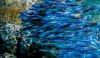 Строительство океанариума на Бору планируется начать в 2016 году