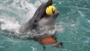 Новая программа в дельфинарии Анапы