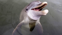В Уфе откроется дельфинарий